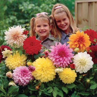 Dinner Plate Dahlia Mix Thumbnail